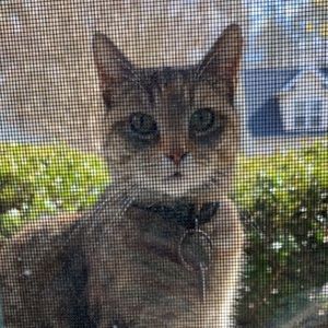 Meet your Posher, Daphne